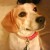 Profile photo of beagle