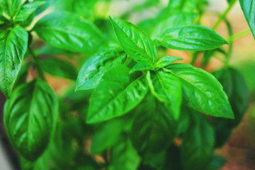 Tasty Kitchen Blog: Kitchen Talk (Growing Herbs)